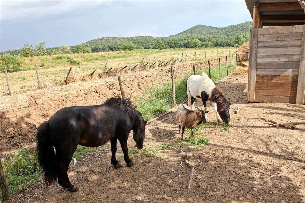 Agriturismo Da Lorena Marsiliana Exteriér fotografie